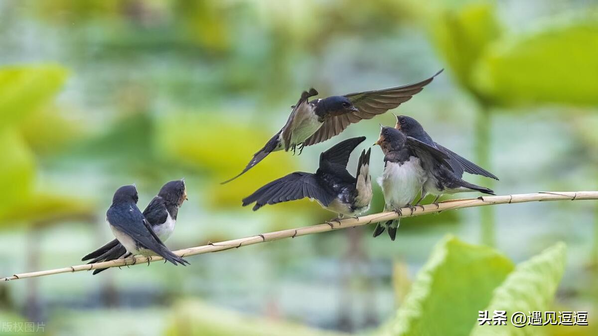 描写动物的诗句古诗25首，童趣又让人惊艳!