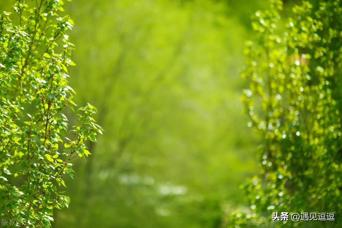 描写动物的诗句古诗25首，童趣又让人惊艳!