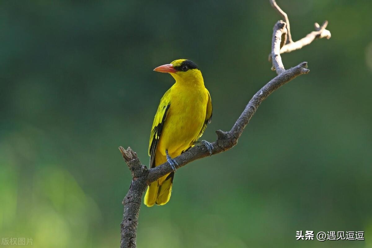 描写动物的诗句古诗25首，童趣又让人惊艳!