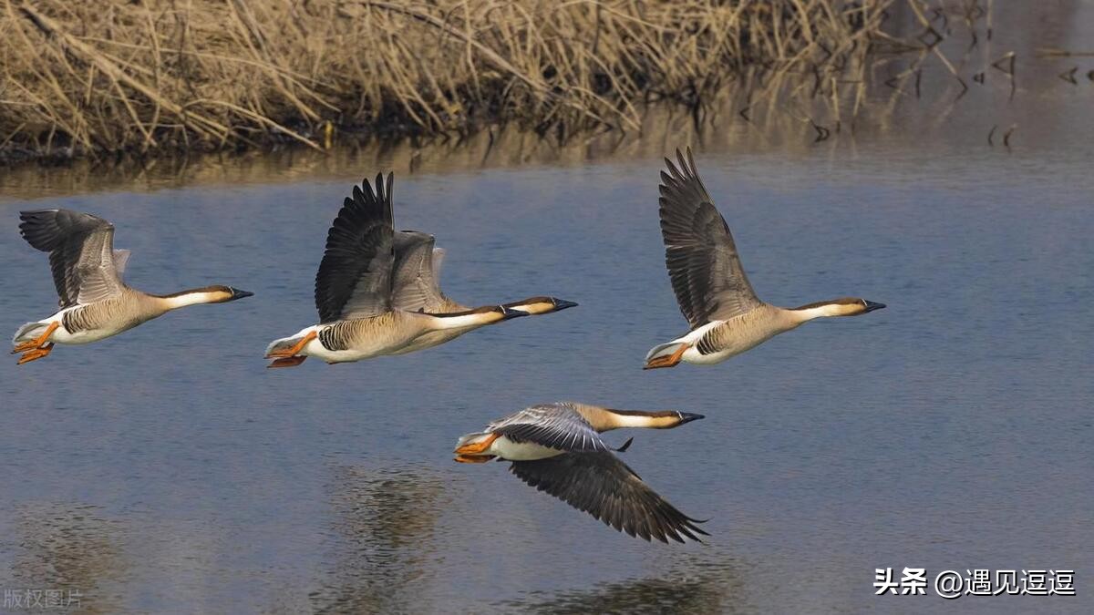 描写动物的诗句古诗25首，童趣又让人惊艳!