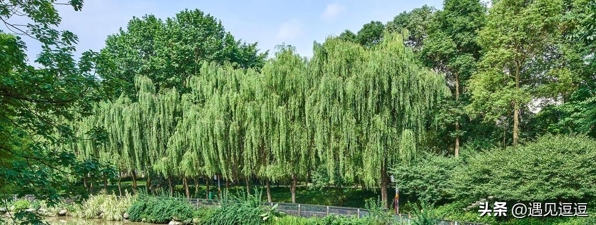 描写动物的诗句古诗25首，童趣又让人惊艳!