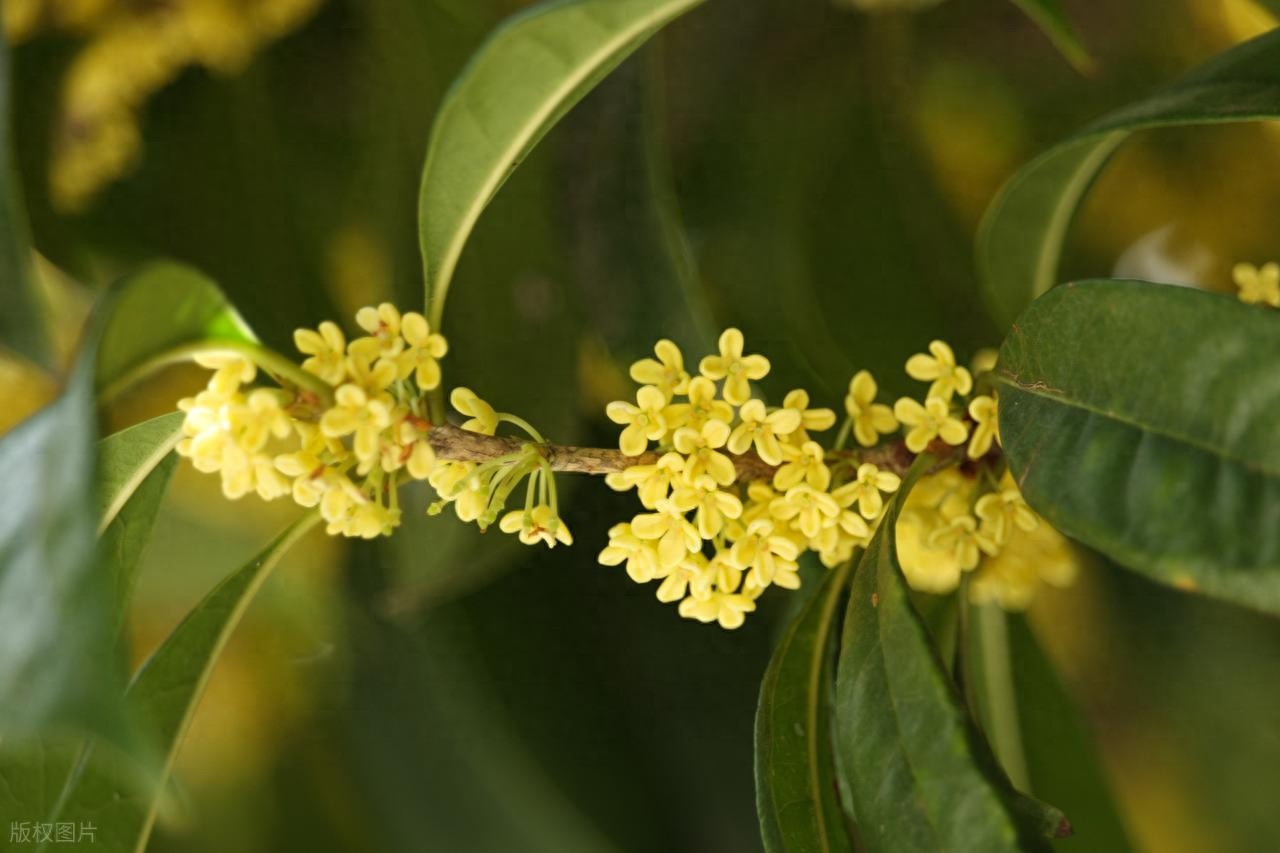 描写桂花的诗句10首，写尽十里桂花香