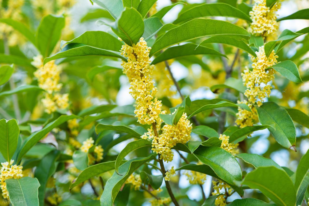 描写桂花的诗句10首，写尽十里桂花香