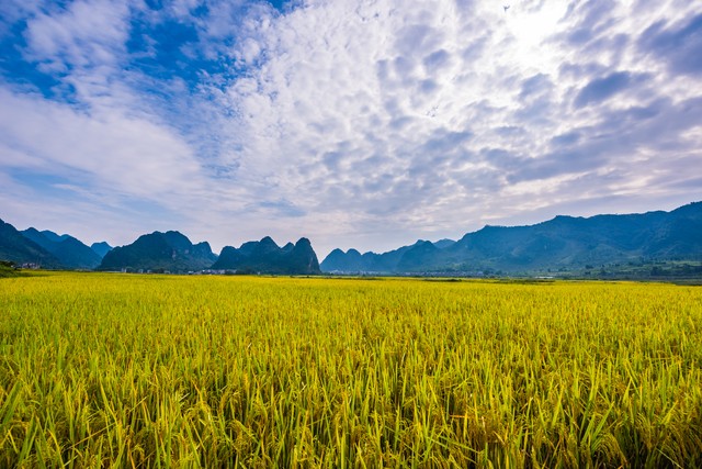 关于描写秋天的句子20句，秋天，到底有多美!