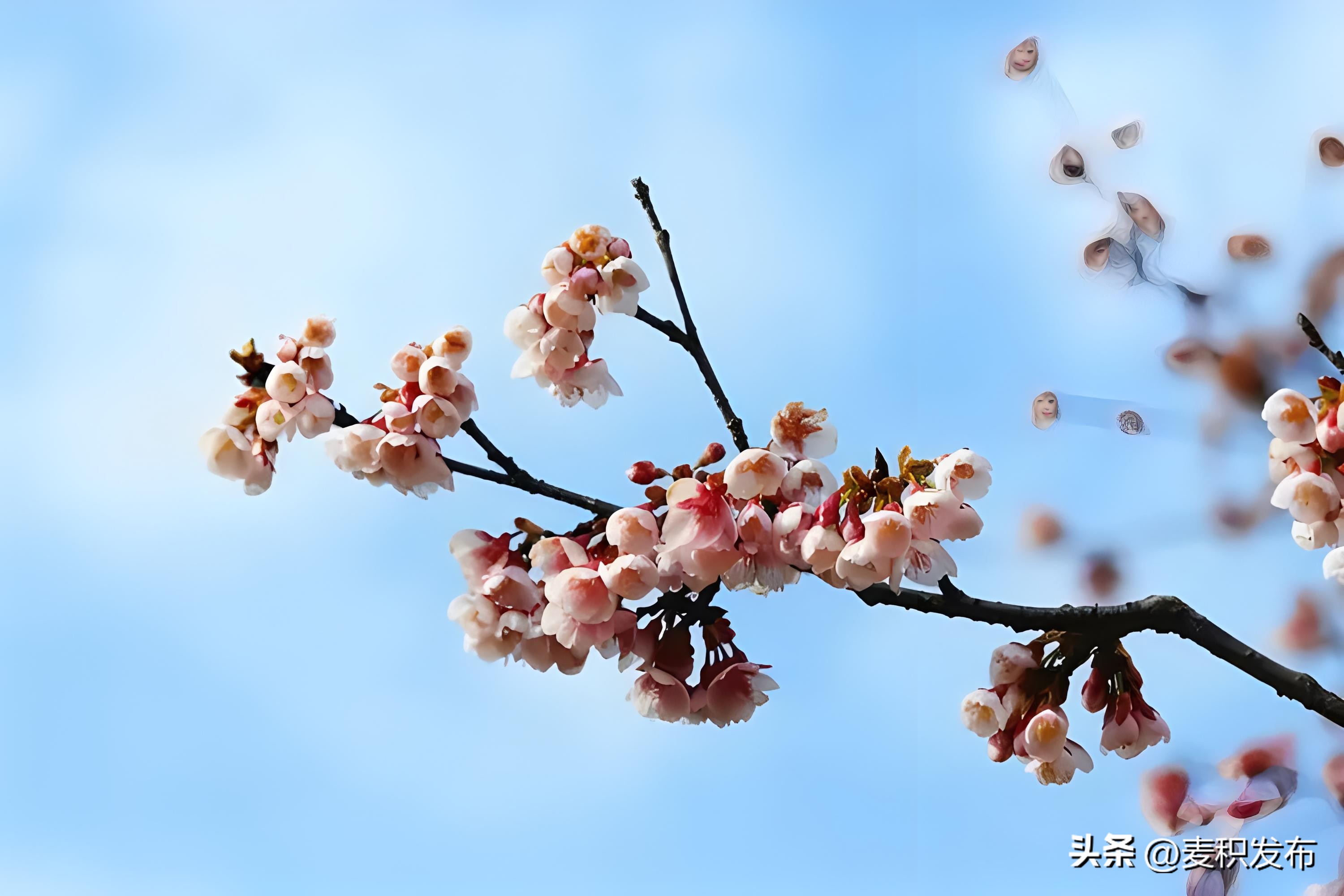 描写春天景色的诗句10句，字字醉人眼眸