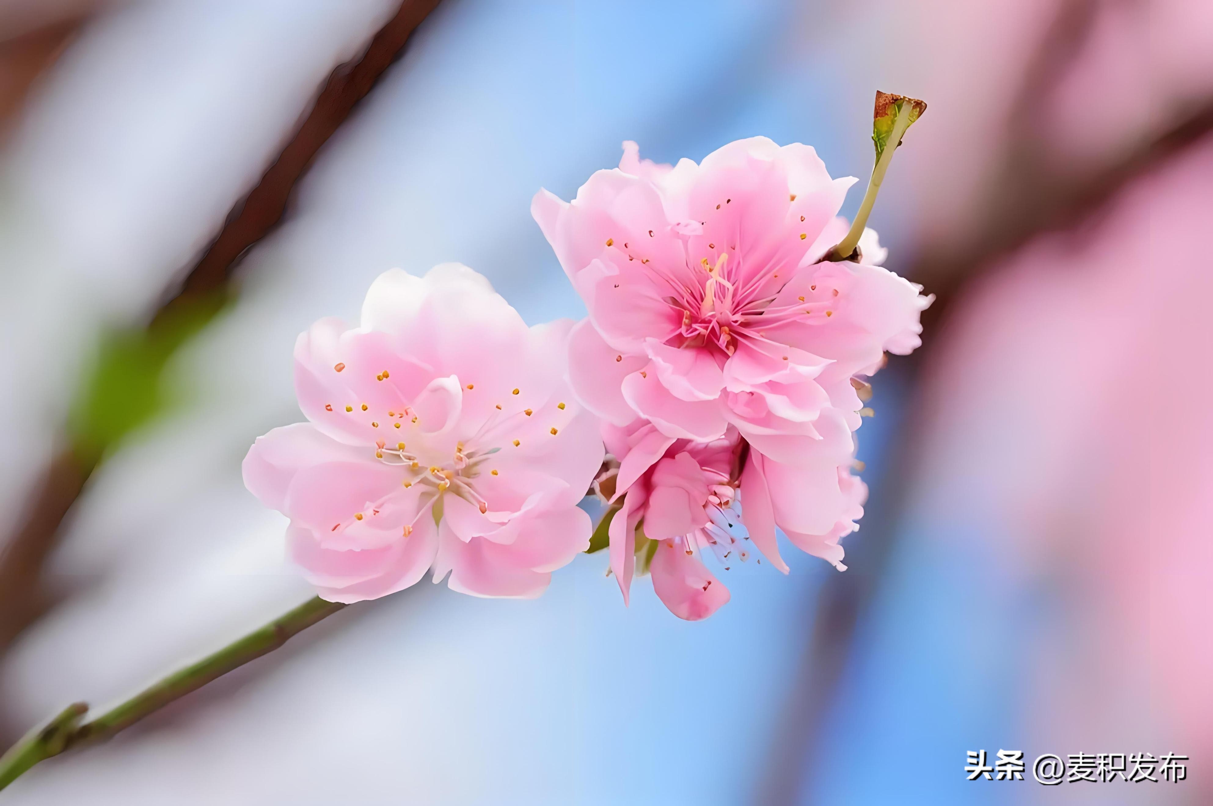 描写春天景色的诗句10句，字字醉人眼眸