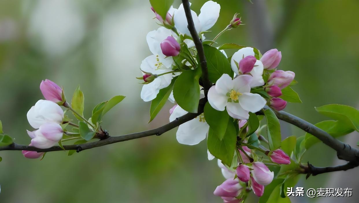 描写春天景色的诗句10句，字字醉人眼眸