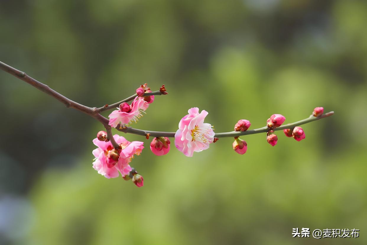 描写春天景色的诗句10句，字字醉人眼眸