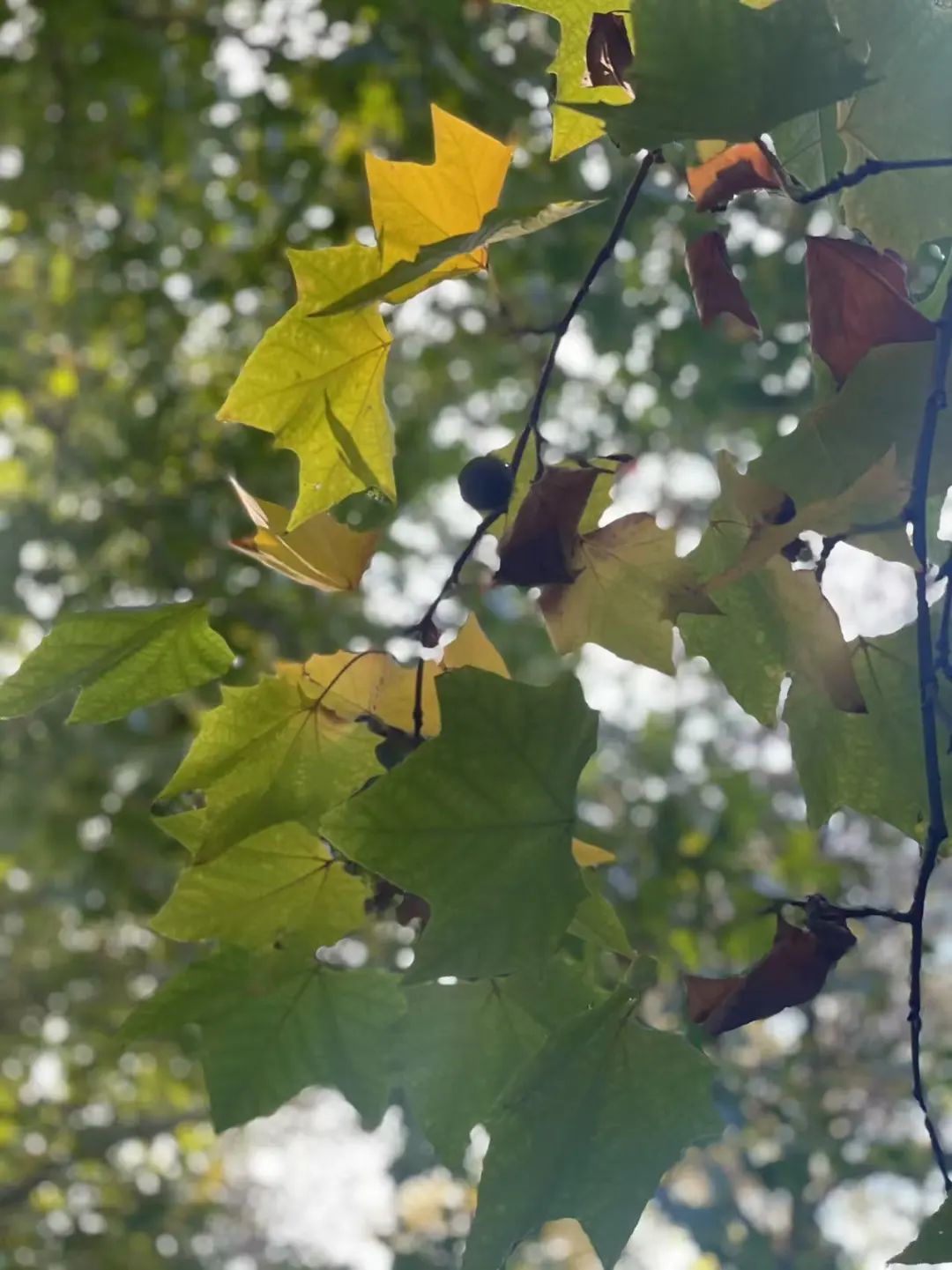 关于植物的诗句20首，诗有音韵，让人陶醉