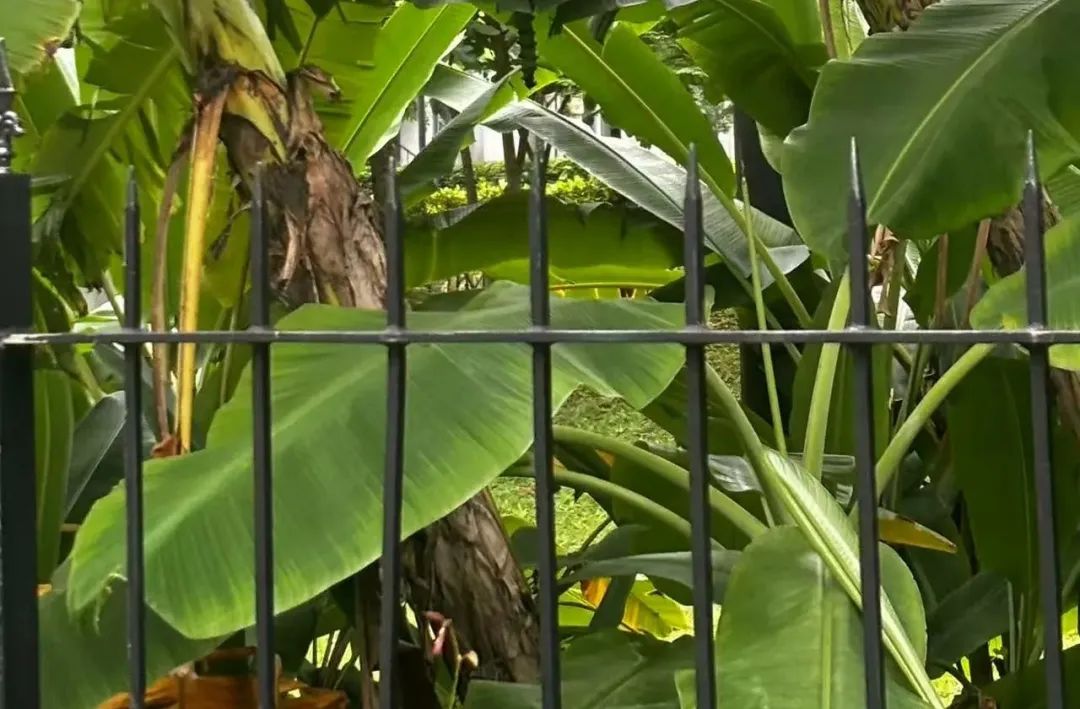 关于植物的诗句20首，诗有音韵，让人陶醉