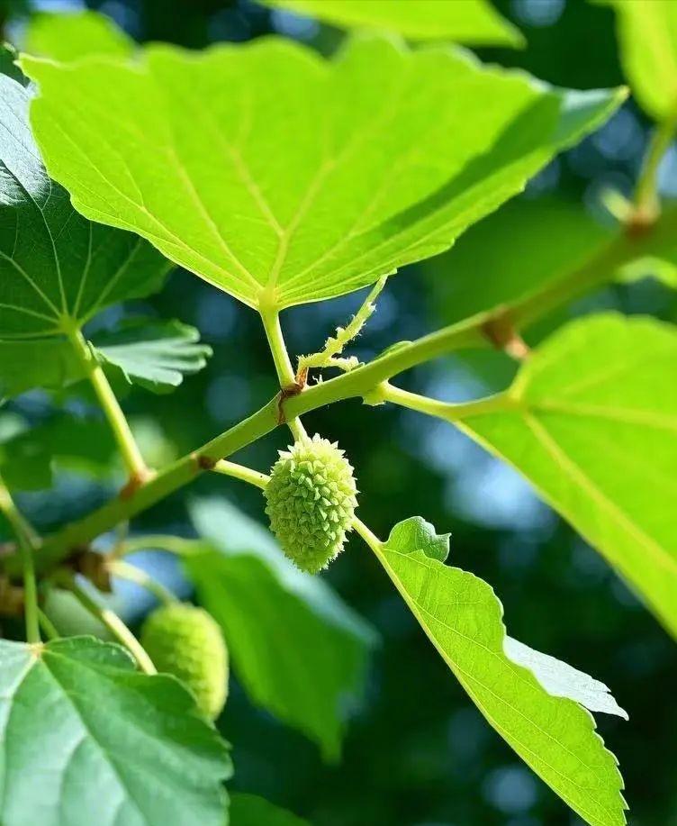 关于植物的诗句20首，诗有音韵，让人陶醉