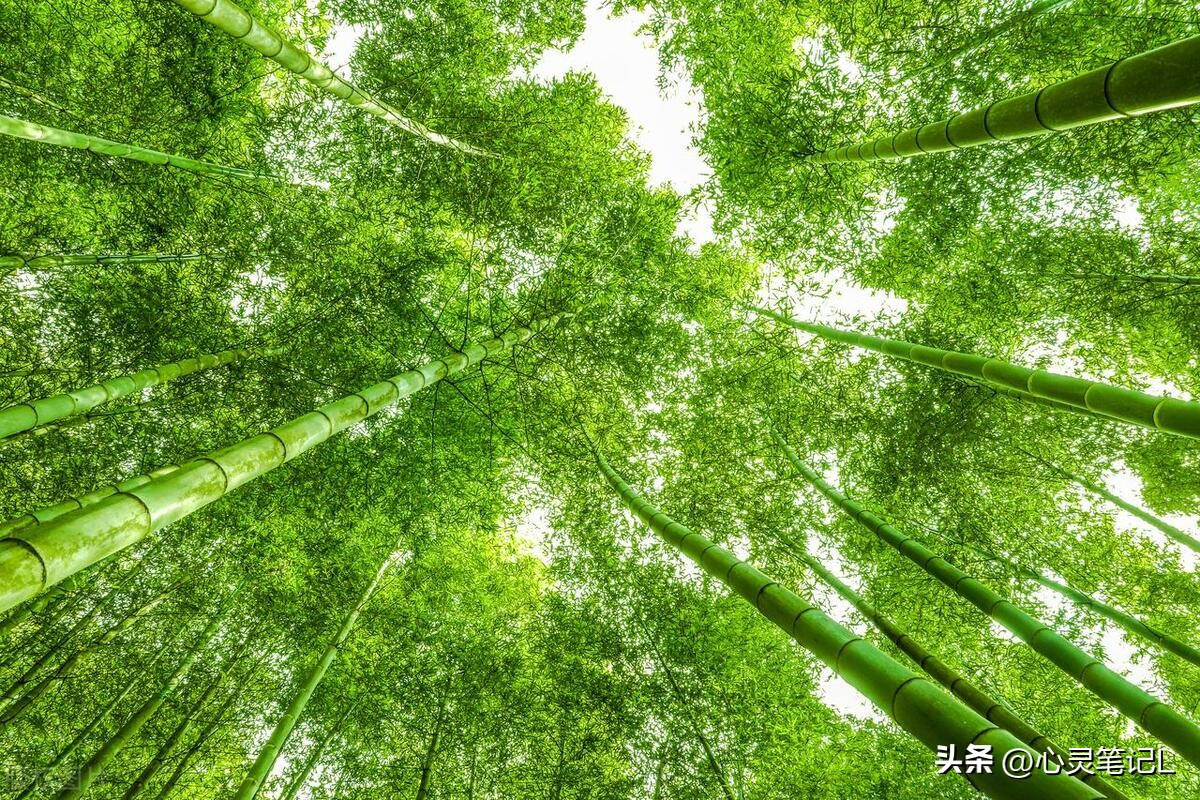 自省的名言20句，读懂受益一生！