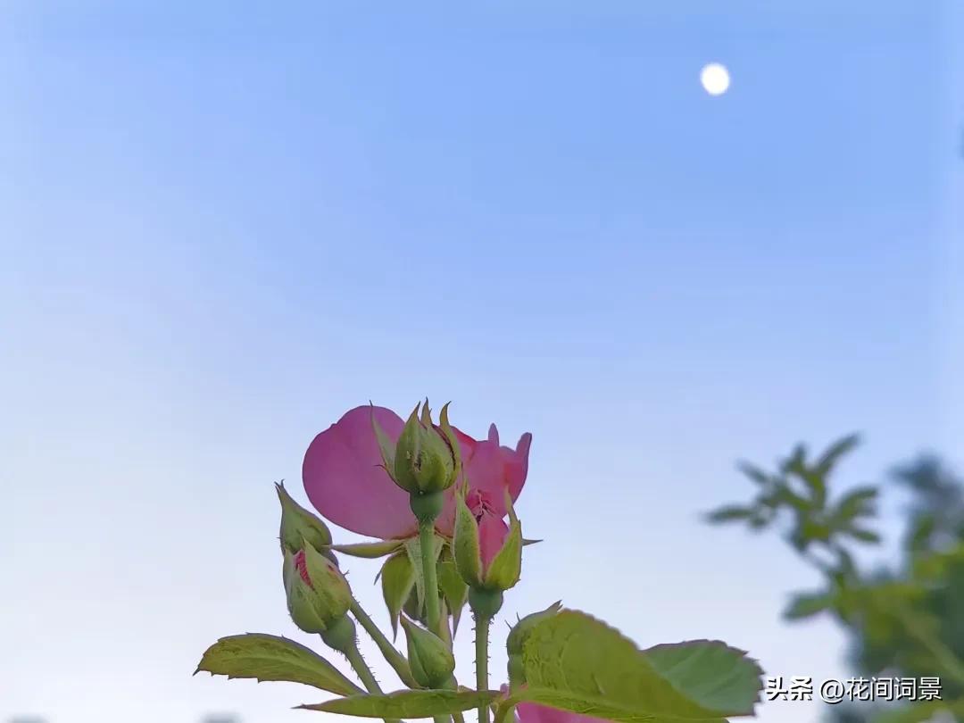 写月光的唯美古诗词10首，每一首都令人心醉