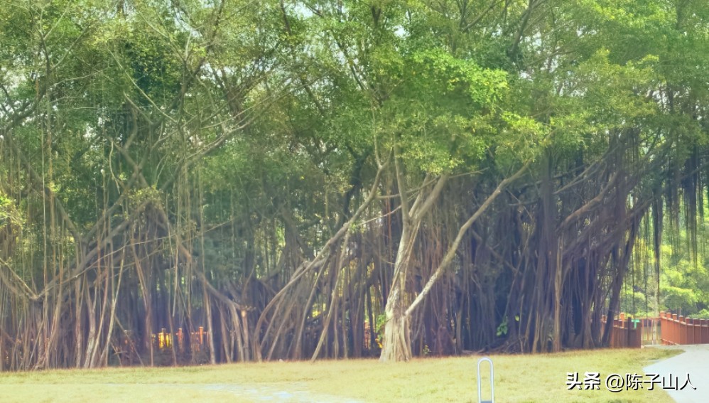 学会放弃的名言警句19句，适时放弃，才能彻悟人生