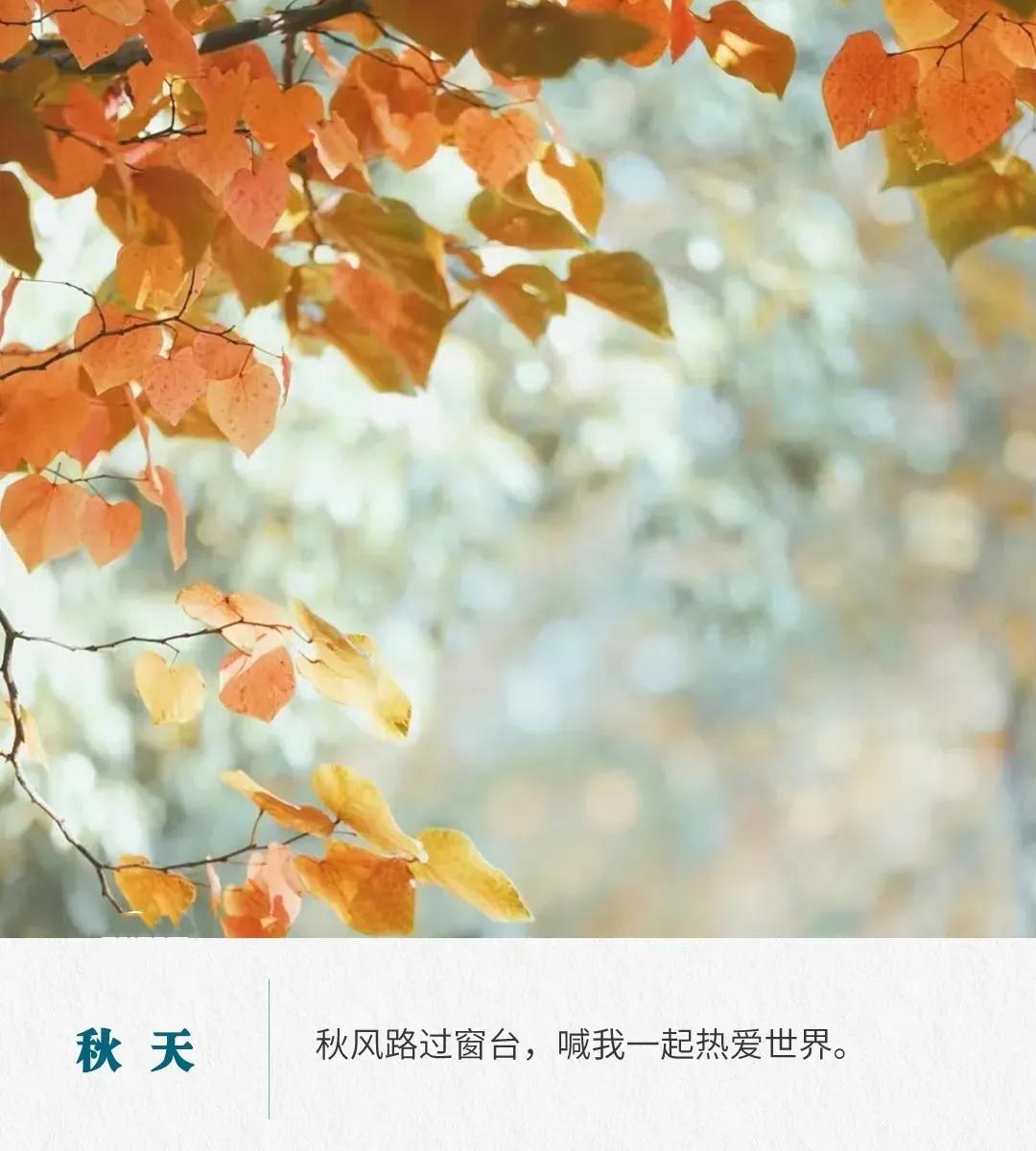 秋天的句子唯美短句50句，拾一片秋光，暖一段岁月