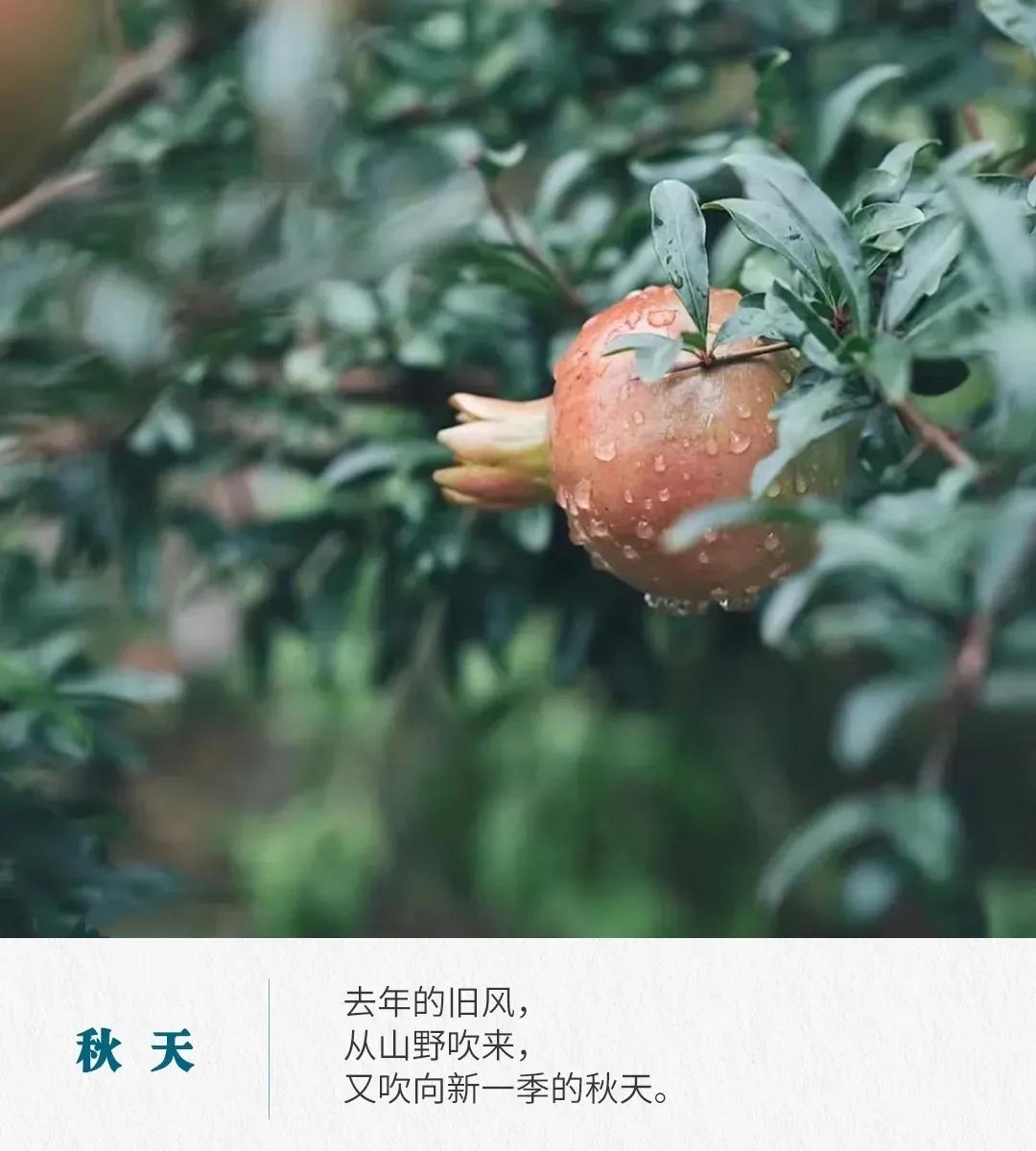 秋天的句子唯美短句50句，拾一片秋光，暖一段岁月