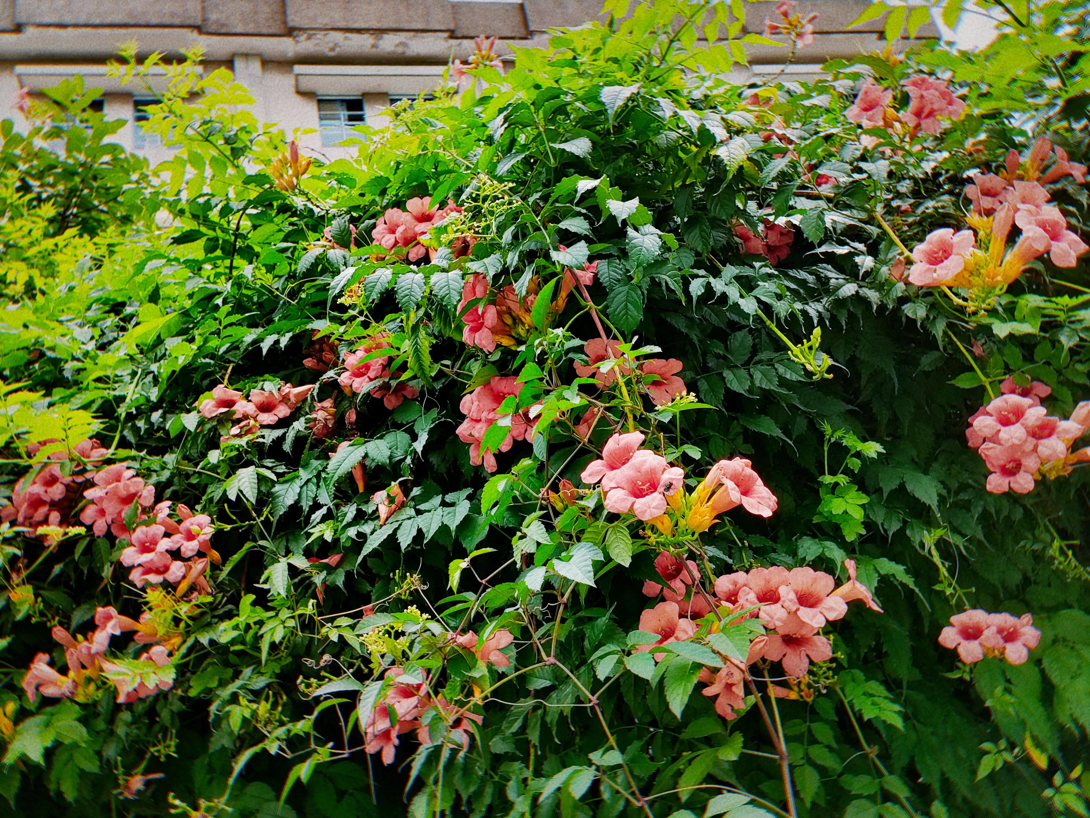 带花的诗句20句，最适合春天品读