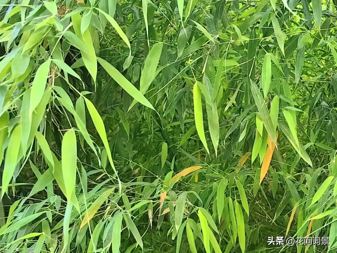 竹子诗句最出名诗句10首，句句意境深远