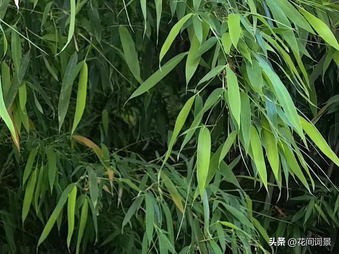 竹子诗句最出名诗句10首，句句意境深远