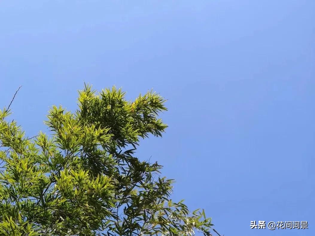 竹子诗句最出名诗句10首，句句意境深远