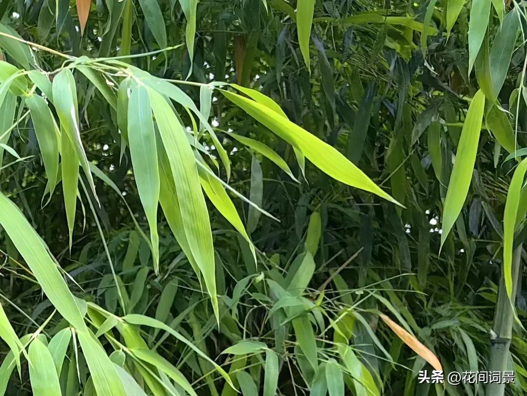 竹子诗句最出名诗句10首，句句意境深远