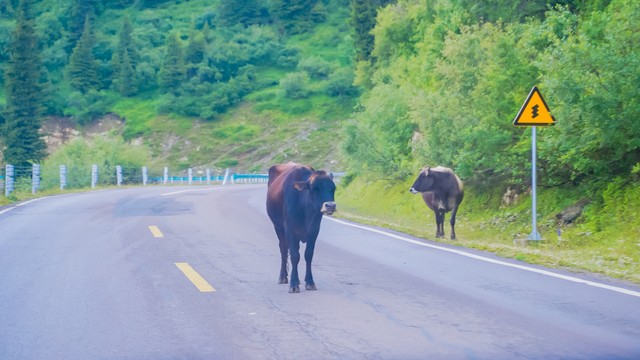 关于梦想的唯美句子18句，心中有梦想，脚步便无畏