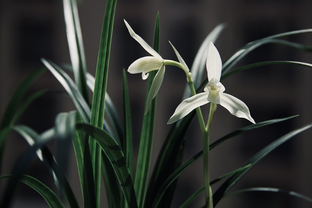 带有花的诗句100句，清浅花香，意蕴悠长