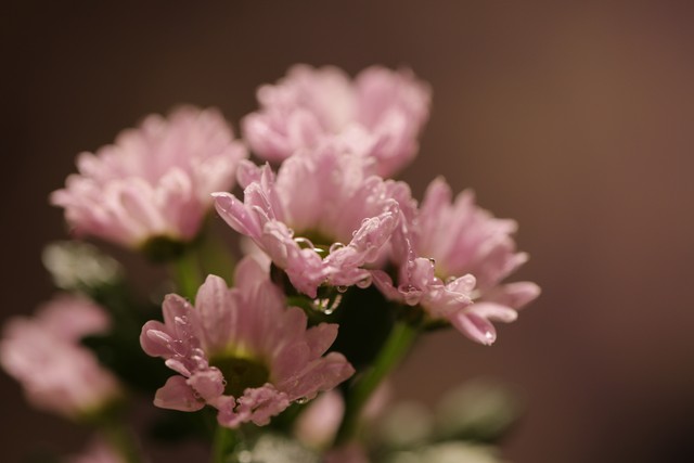带有花的诗句100句，清浅花香，意蕴悠长