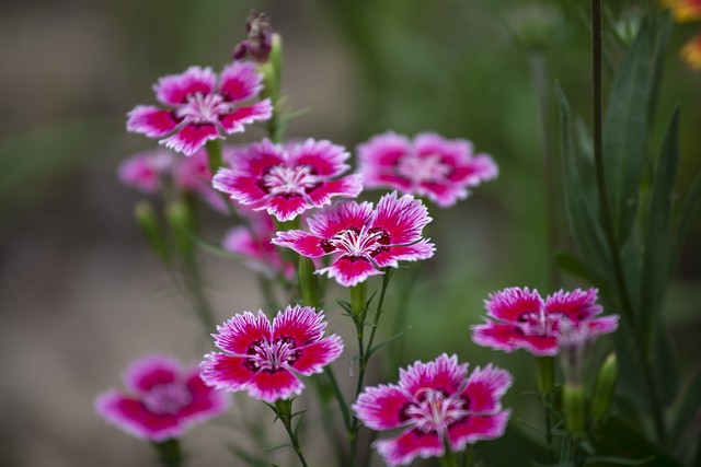 带有花的诗句100句，清浅花香，意蕴悠长
