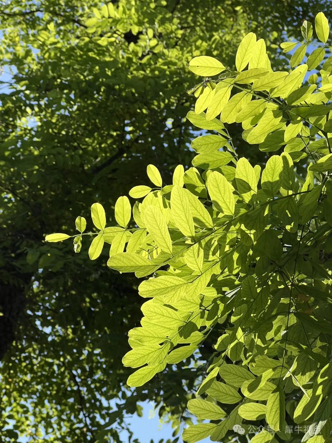 夏的诗句15首，独坐观群动，闲消夏日长