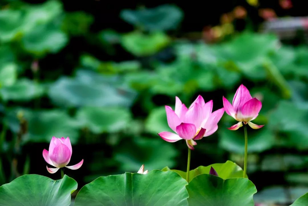 欣赏荷花的诗句50句，送你一池荷风莲香