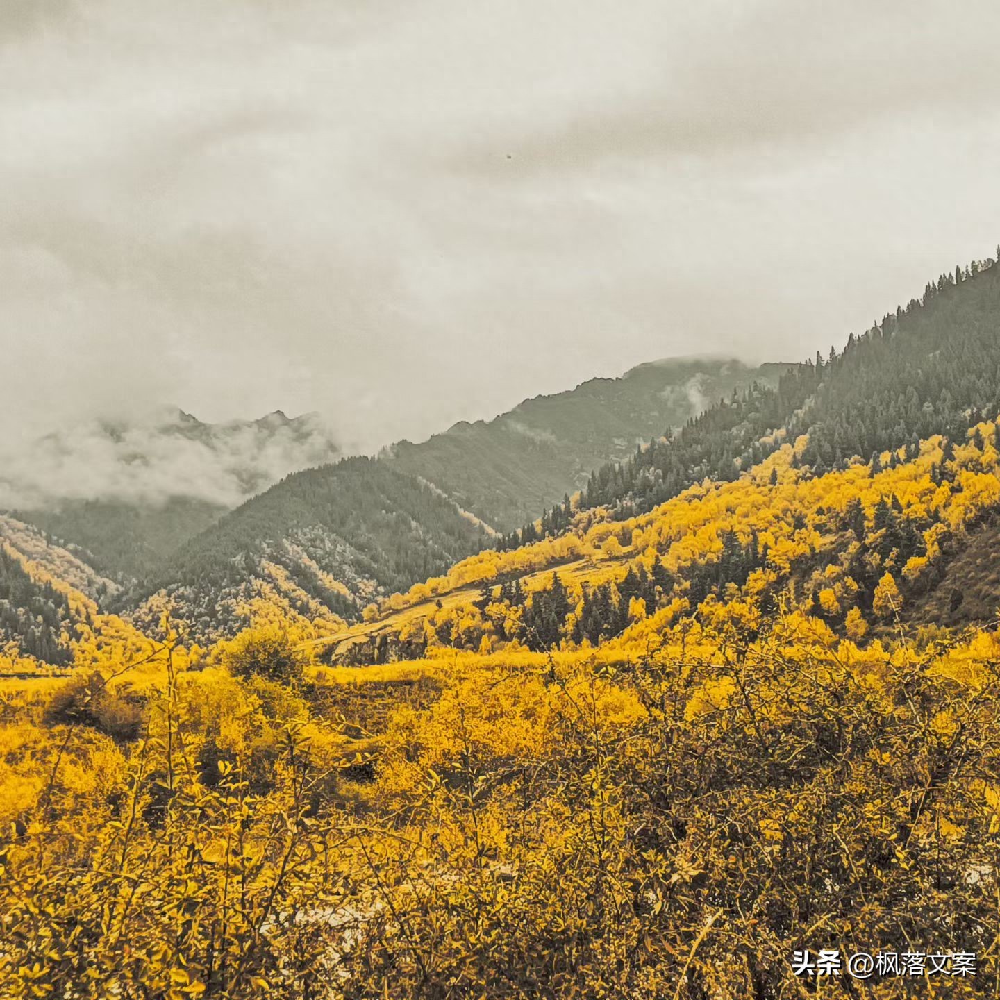 写秋天的句子22句，愿你秋日无烦忧
