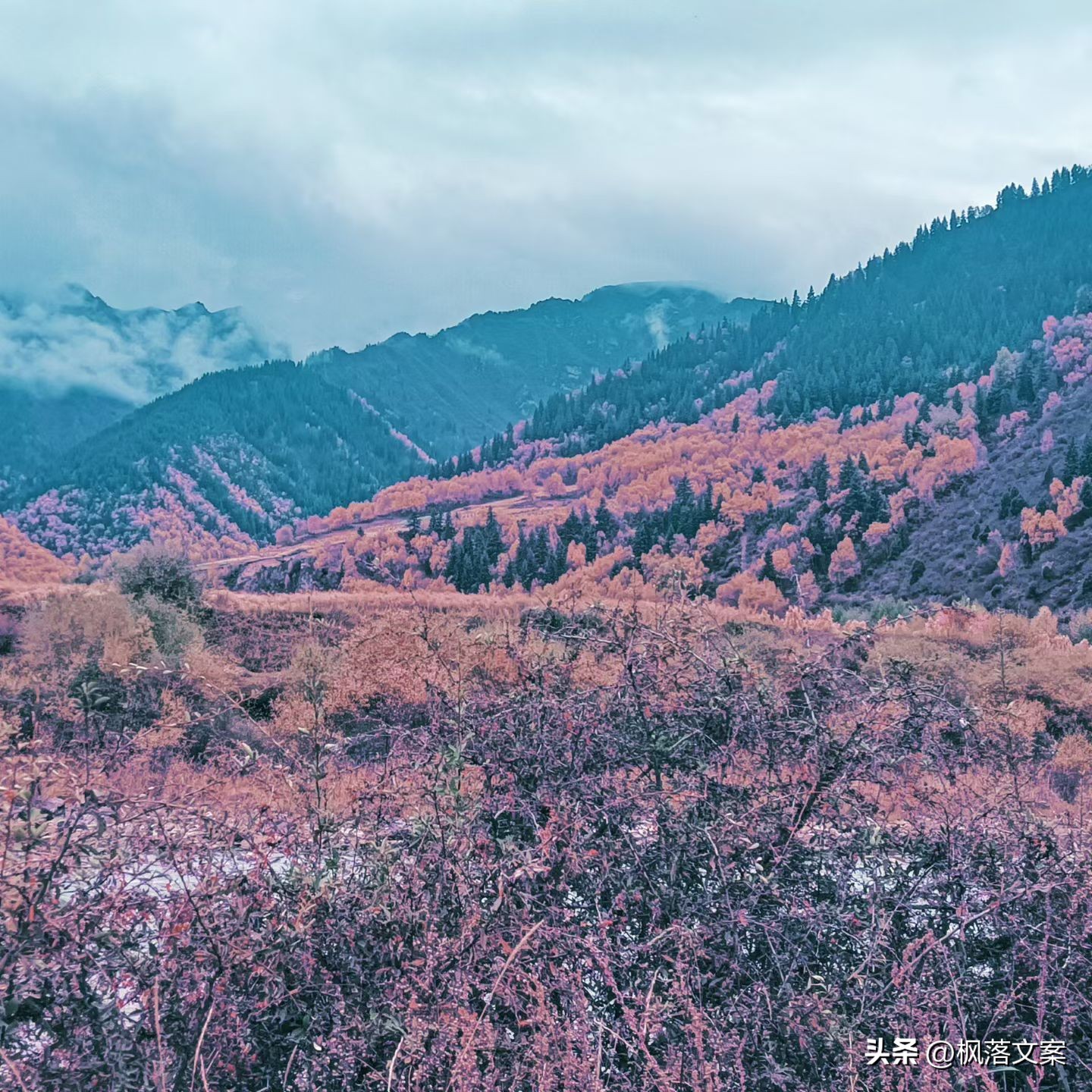 写秋天的句子22句，愿你秋日无烦忧