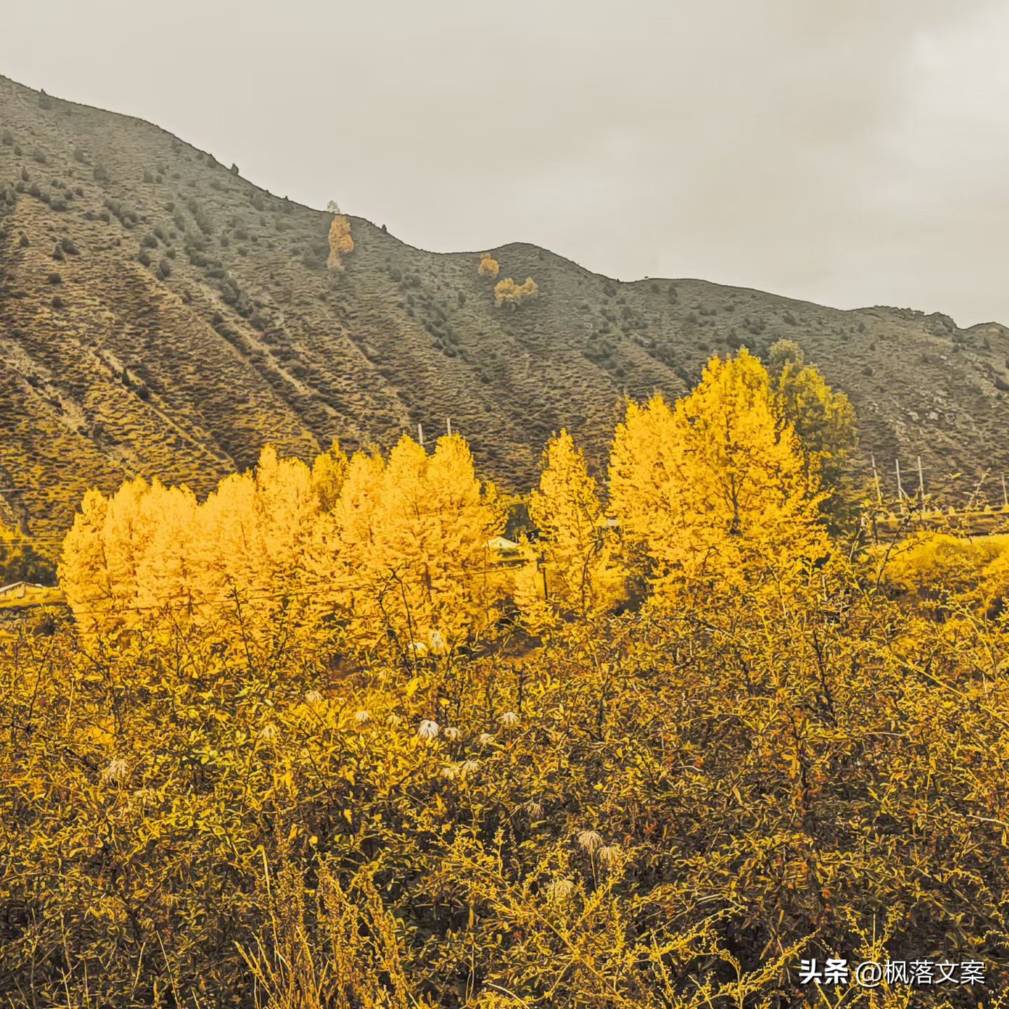 写秋天的句子22句，愿你秋日无烦忧