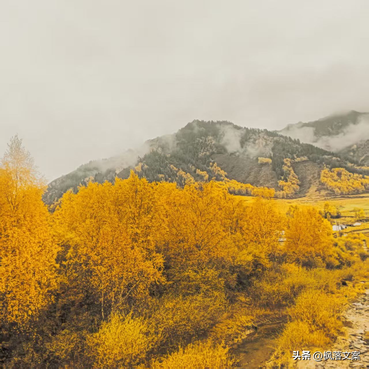 写秋天的句子22句，愿你秋日无烦忧