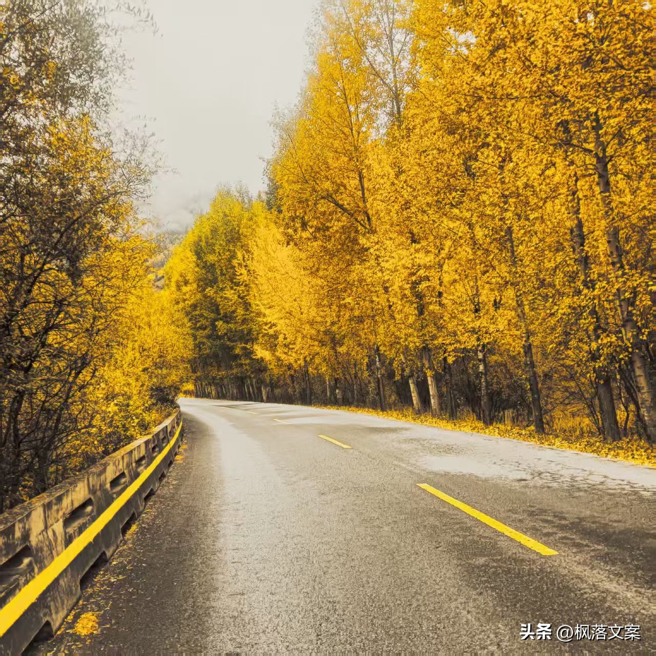 写秋天的句子22句，愿你秋日无烦忧