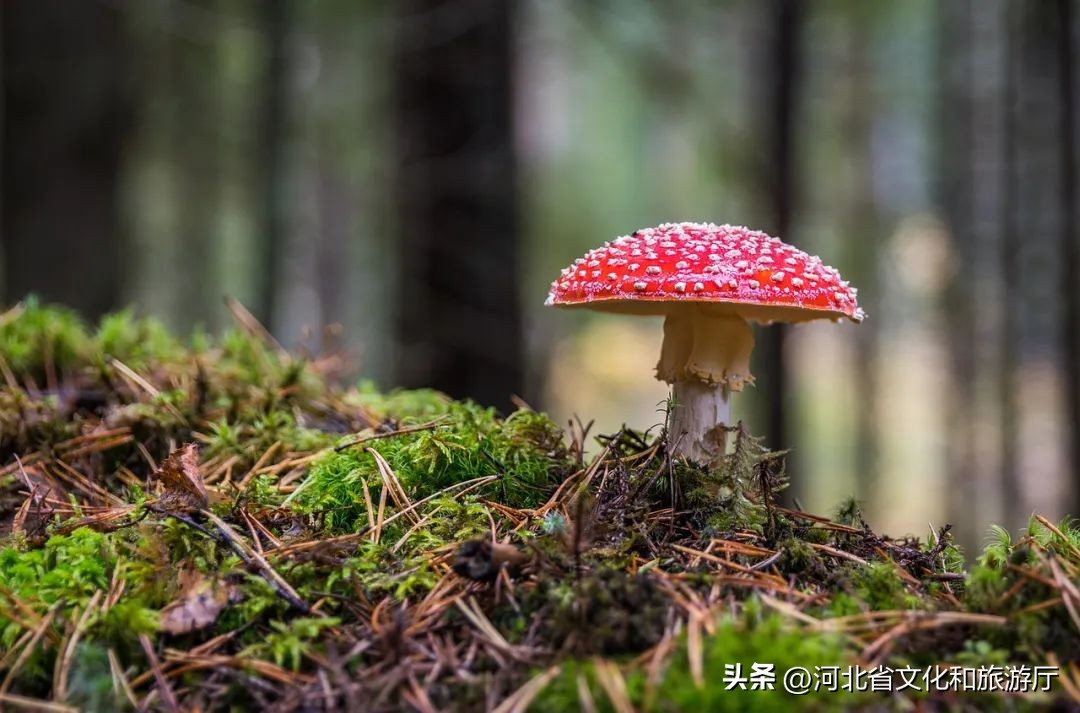 关于秋天的诗句30首，感受古人笔下的斑斓秋色