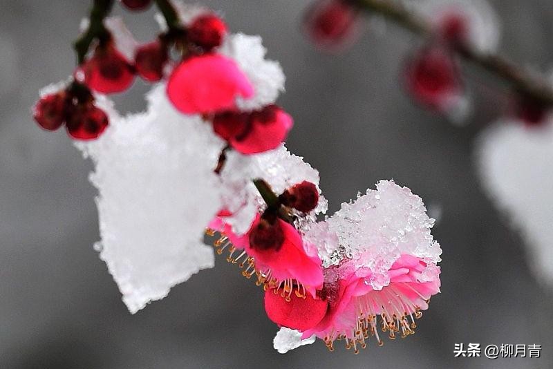 冬天古诗10首，唯美了整个冬天
