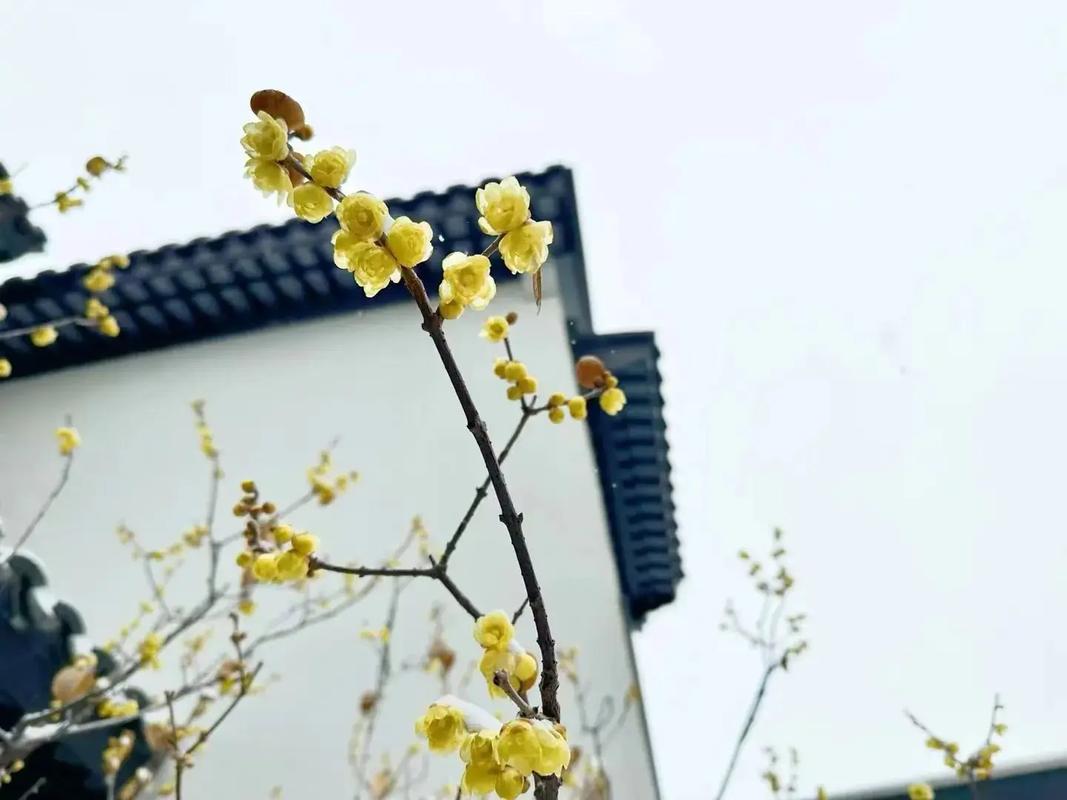 带雪的唯美诗句10首，惊艳了整个冬天