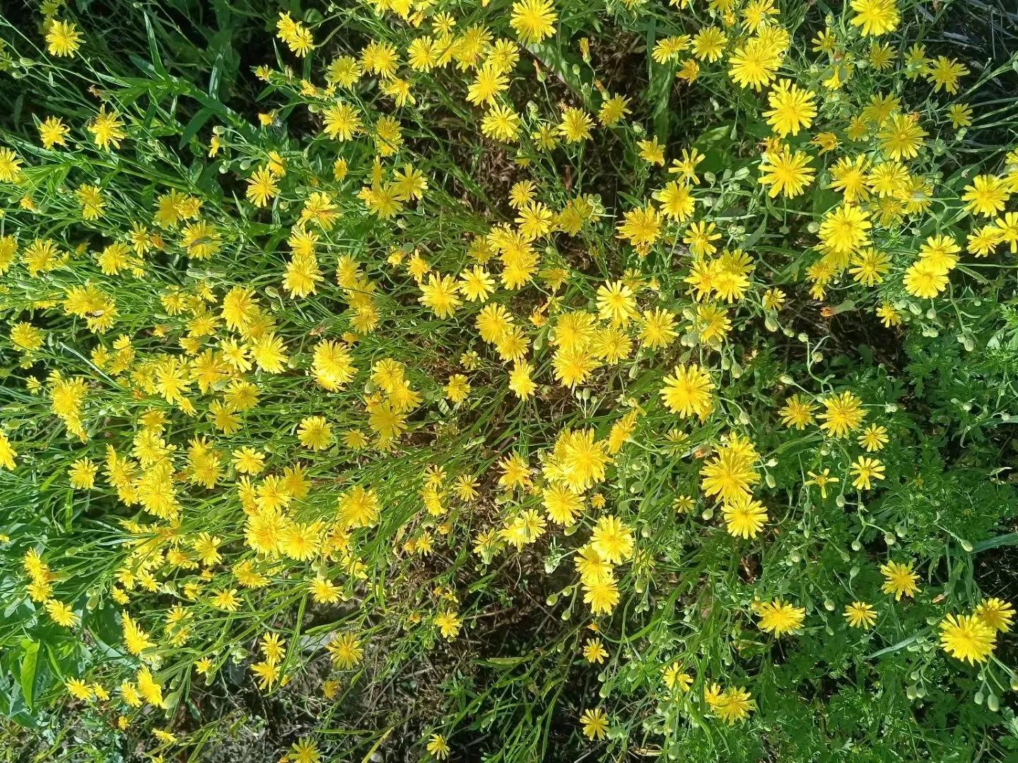 六月你好的唯美句子20句，让夏日时光更加美好