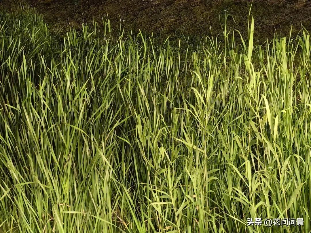 儿童古诗10首，让你回到快乐时光