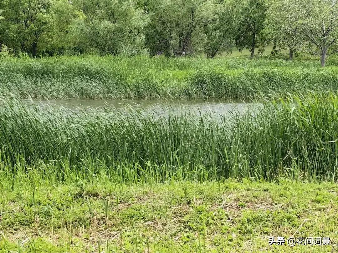 儿童古诗10首，让你回到快乐时光