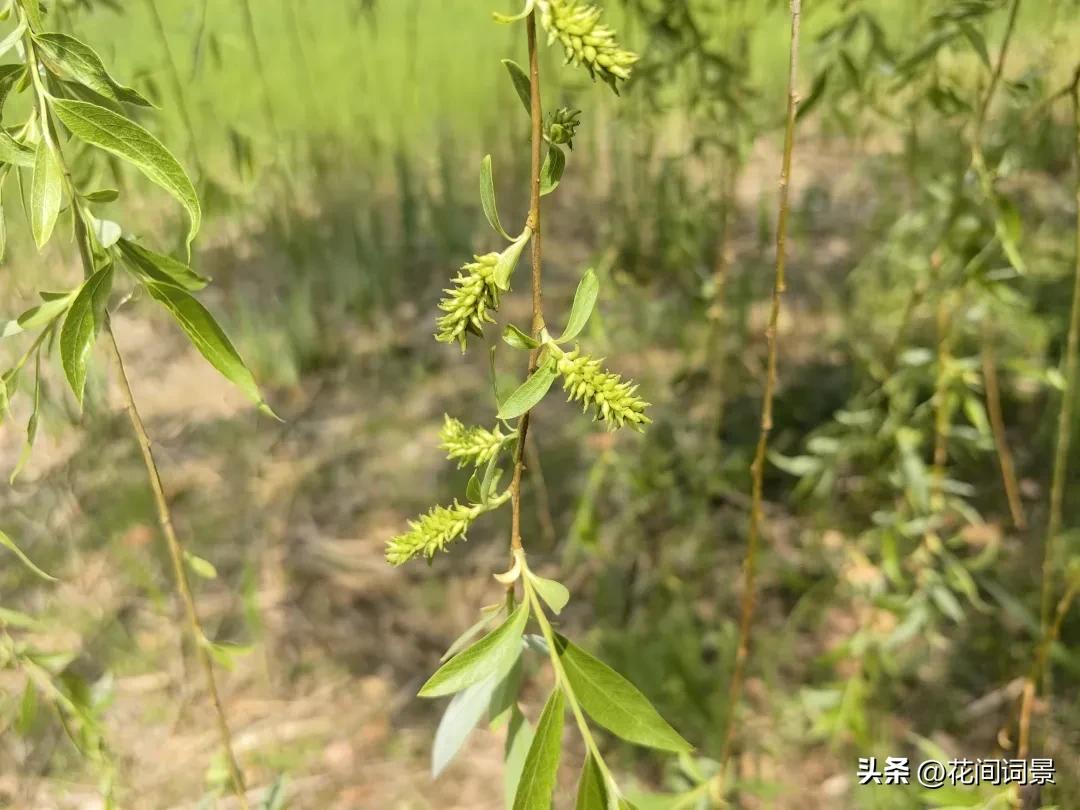 儿童古诗10首，让你回到快乐时光