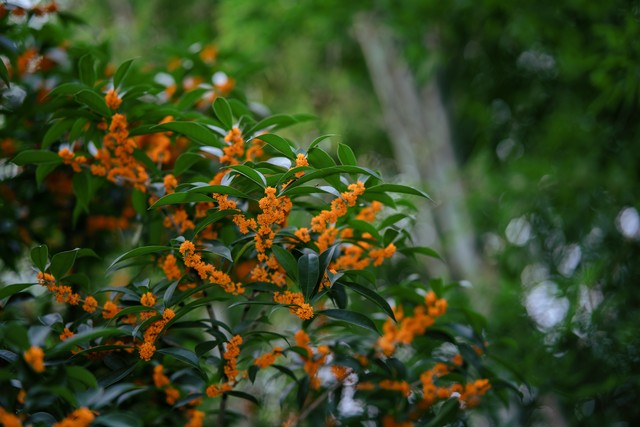 描写桂花的古诗8首，藏着桂花的千年浪漫