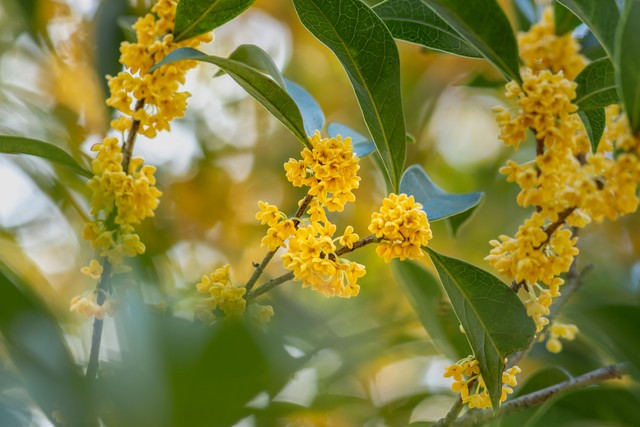 描写桂花的古诗8首，藏着桂花的千年浪漫