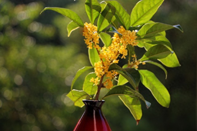 描写桂花的古诗8首，藏着桂花的千年浪漫