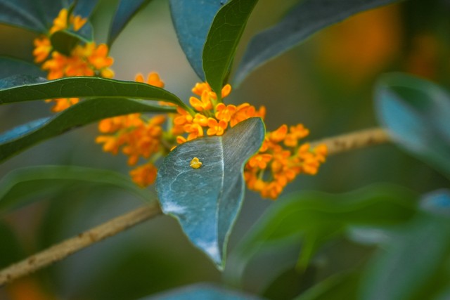 描写桂花的古诗8首，藏着桂花的千年浪漫