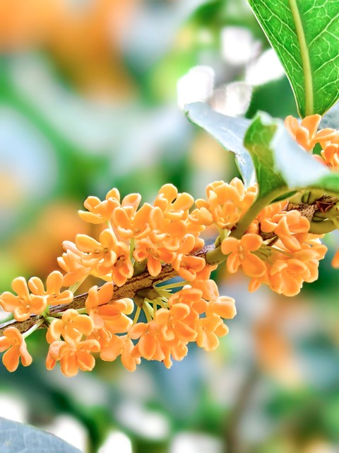 描写桂花的古诗8首，藏着桂花的千年浪漫