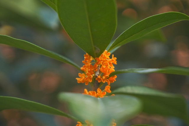 描写桂花的古诗8首，藏着桂花的千年浪漫