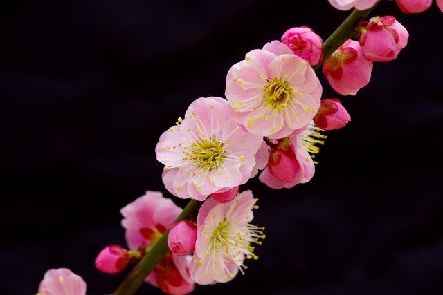 含有花的诗句100句，花之清芬，令人陶醉